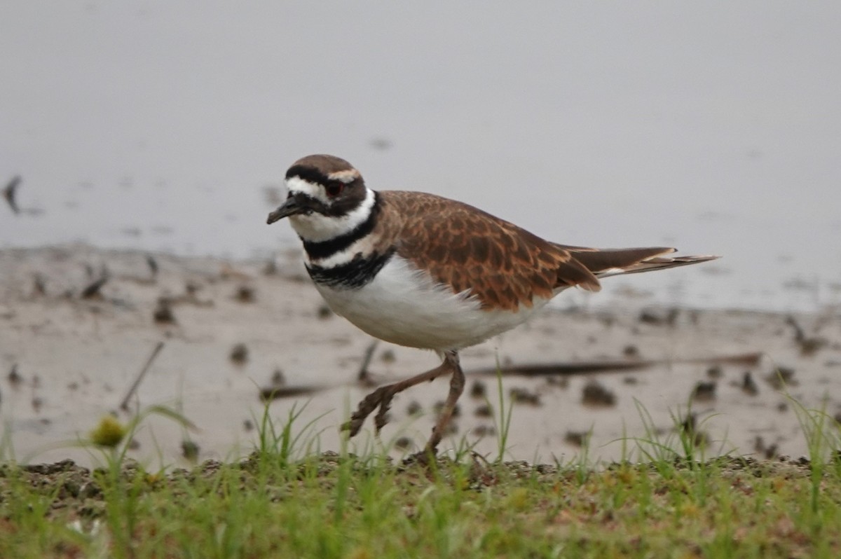Killdeer - ML625933798