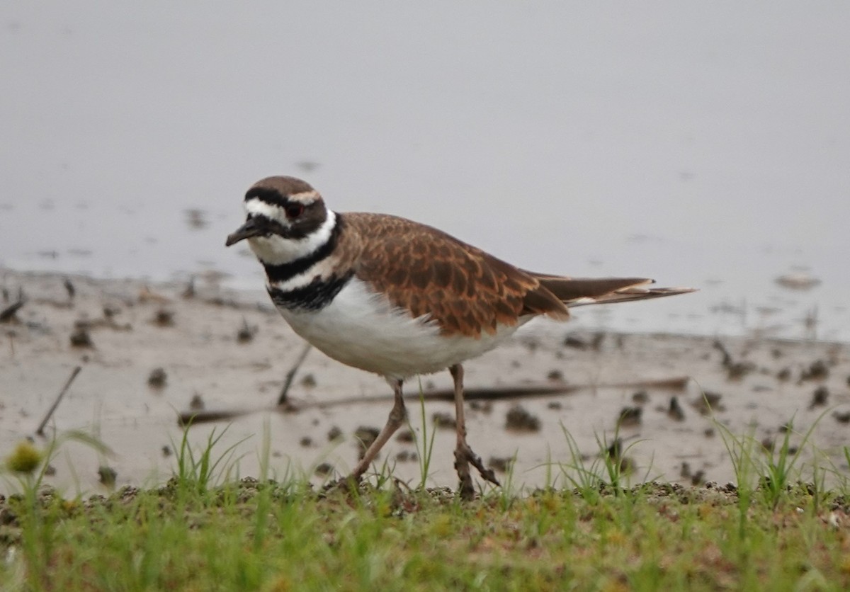 Killdeer - ML625933799