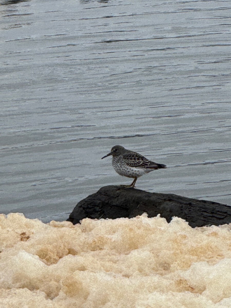 Rock Sandpiper - ML625933822
