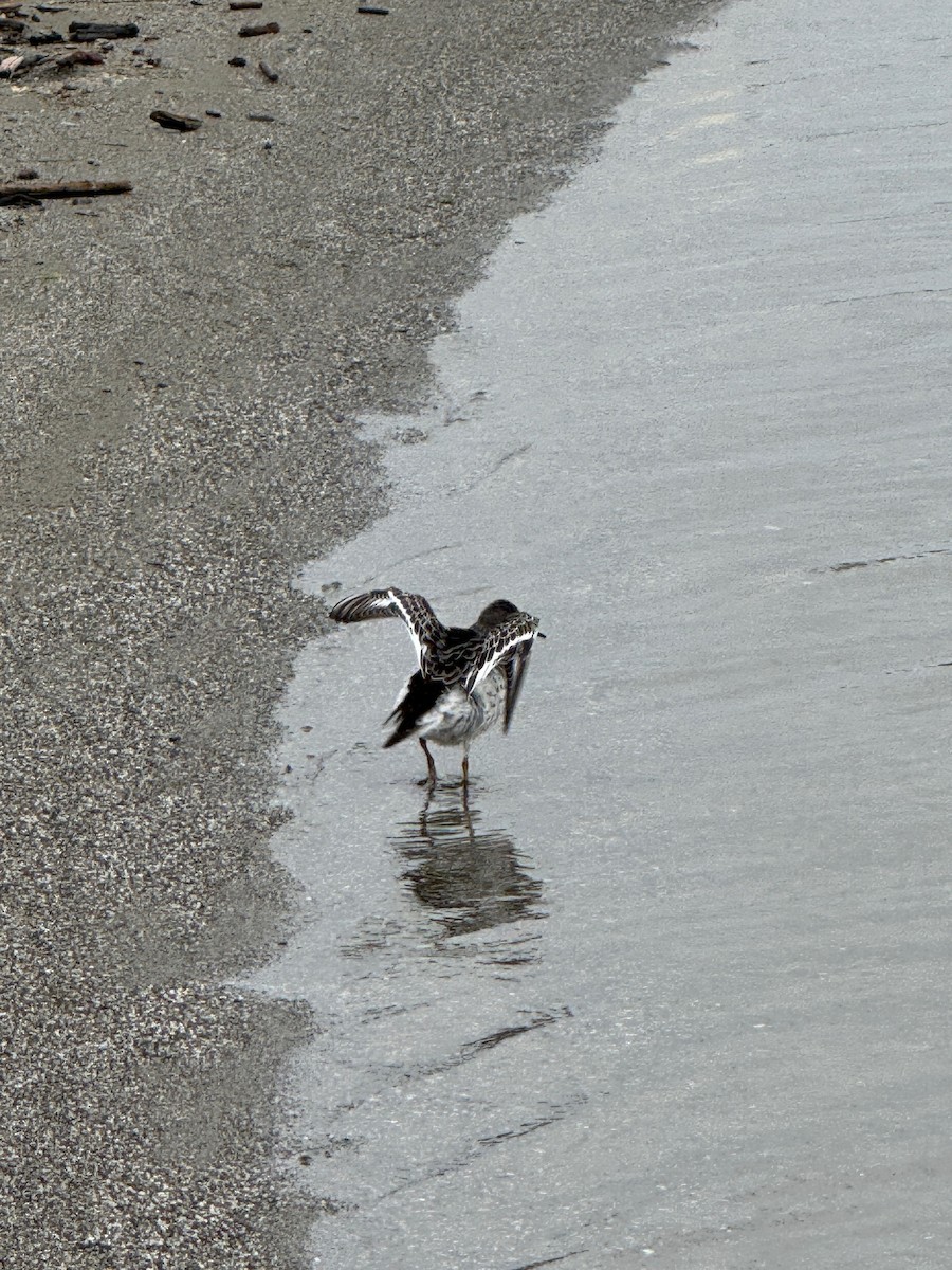 Rock Sandpiper - ML625933833
