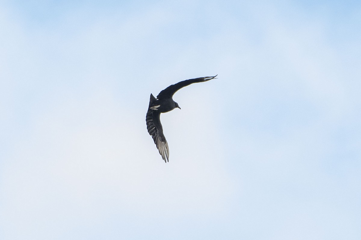 Black Vulture - ML625934012