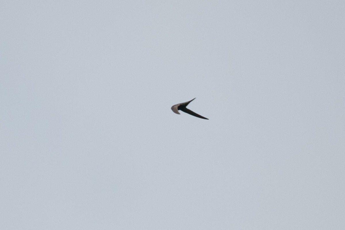 Common Swift - ML625934084