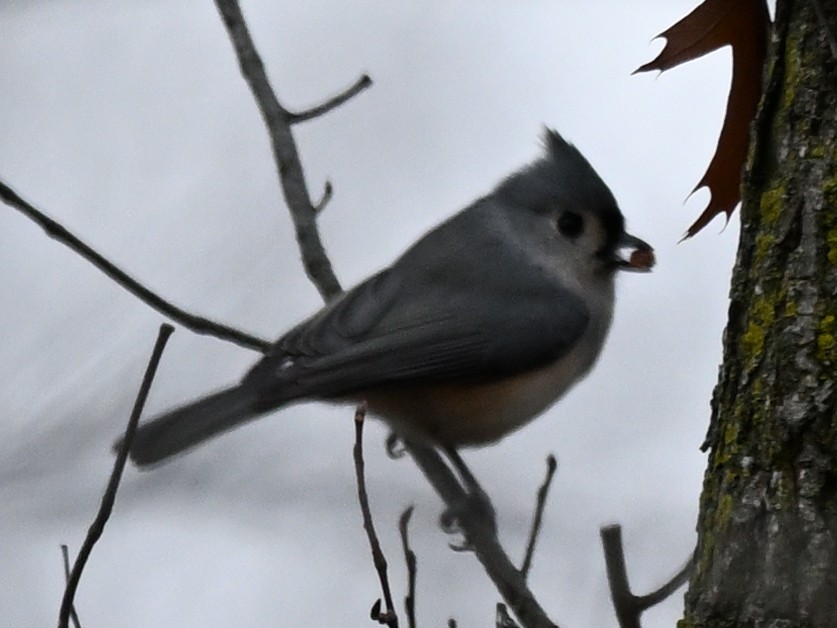 Tufted Titmouse - ML625934093