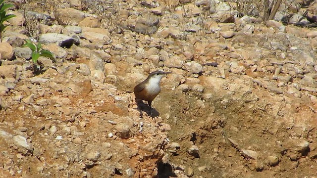 Canyon Wren - ML625934097