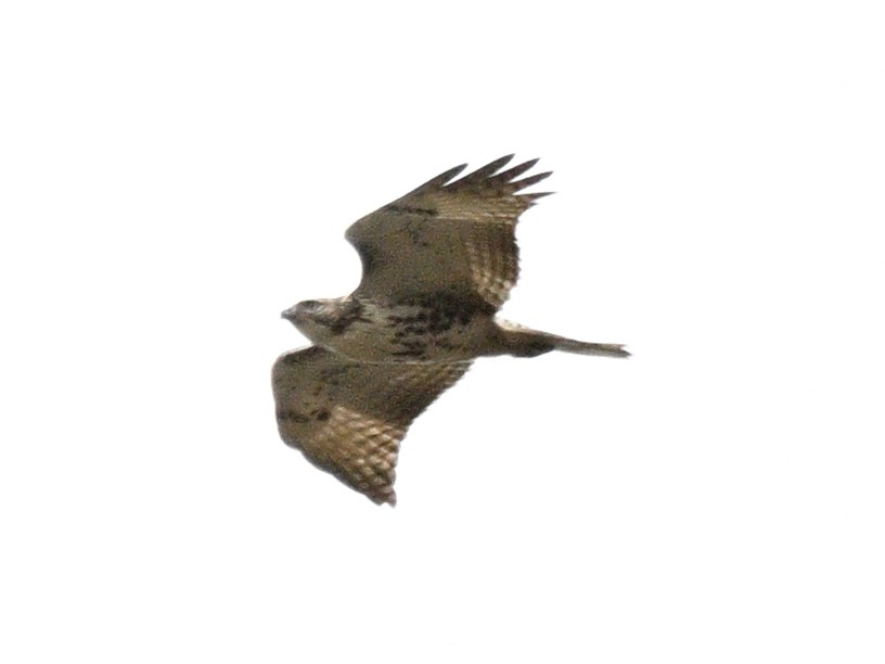 Red-tailed Hawk - ML625934130