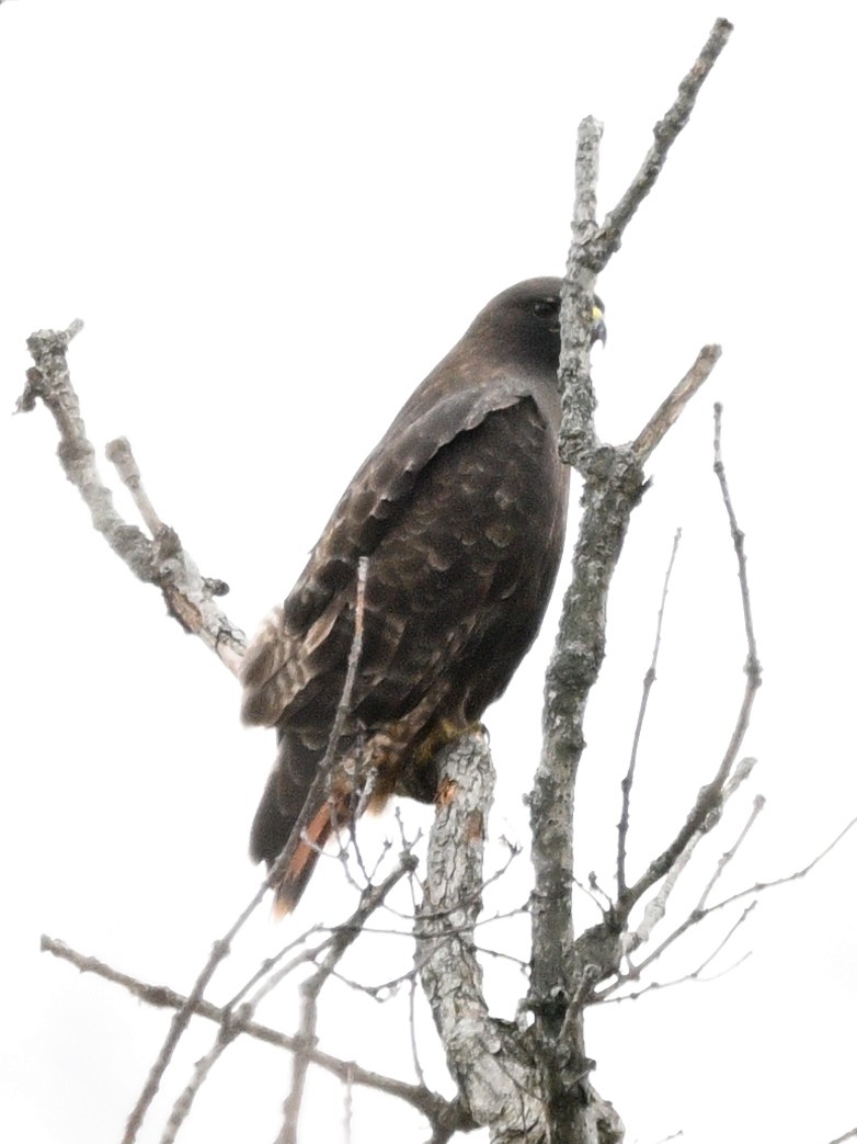 Red-tailed Hawk - ML625934132