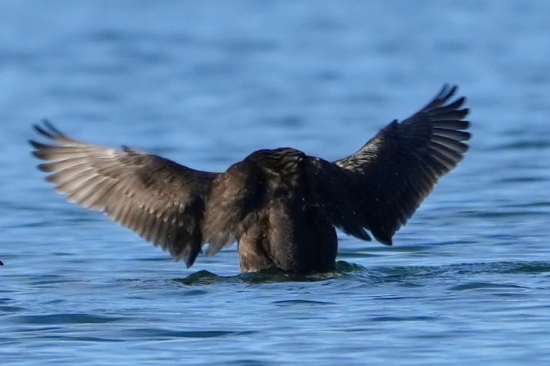 Black Scoter - ML625934158