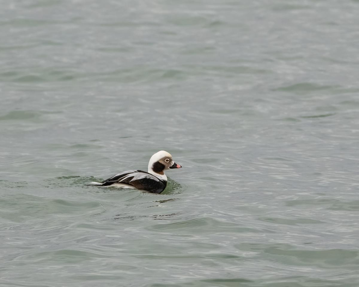 Long-tailed Duck - ML625934261