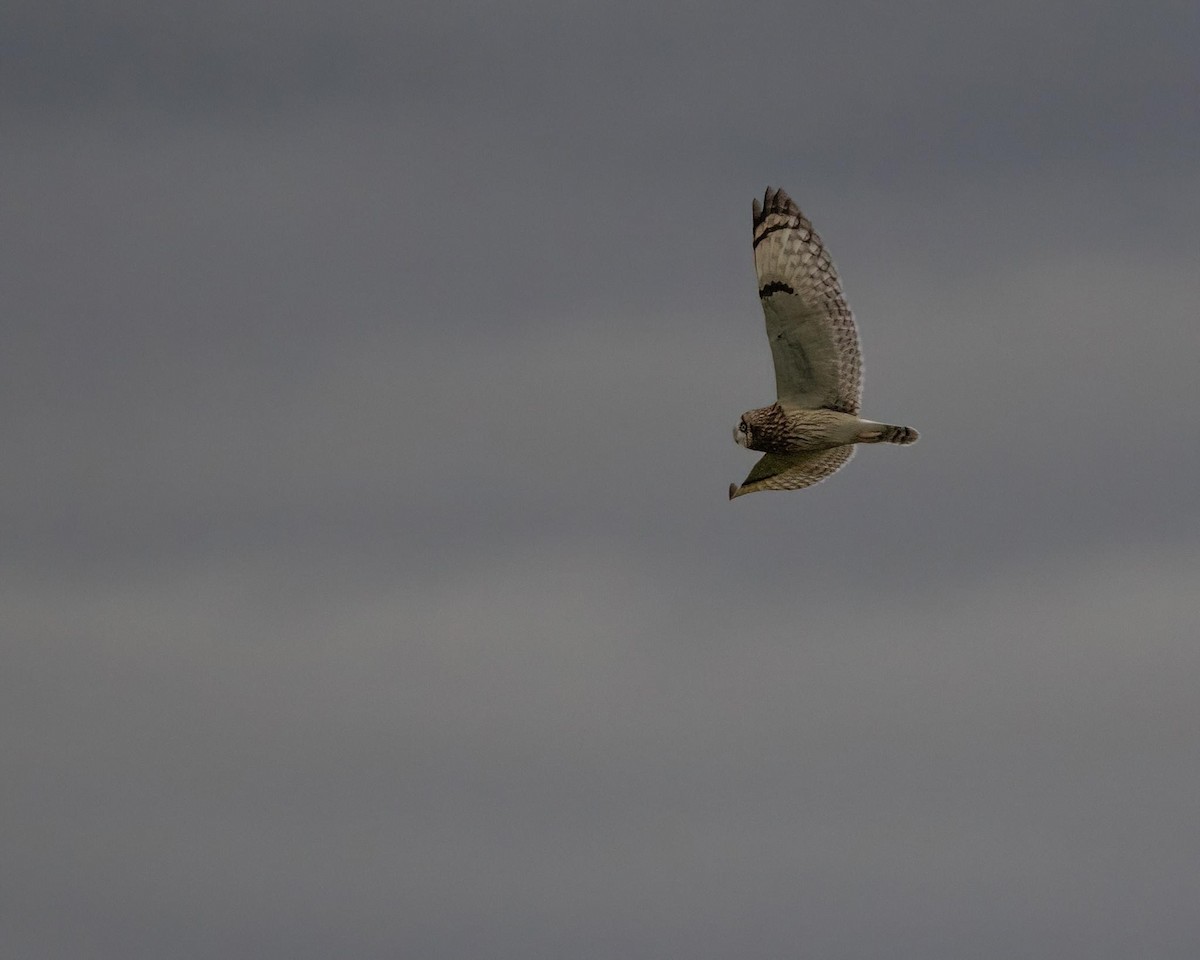 Short-eared Owl - ML625934264