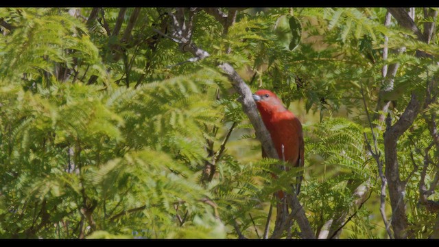 Hepatic Tanager - ML625934283