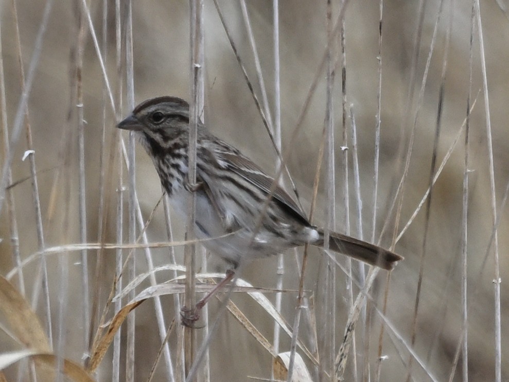 Song Sparrow - ML625934317