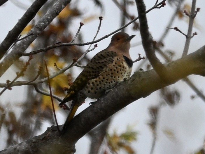 Northern Flicker - ML625934322