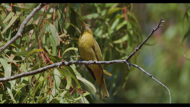Summer Tanager - ML625934340