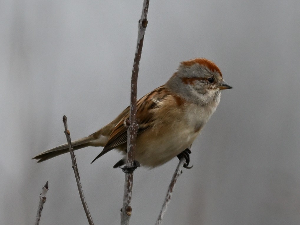 American Tree Sparrow - ML625934369