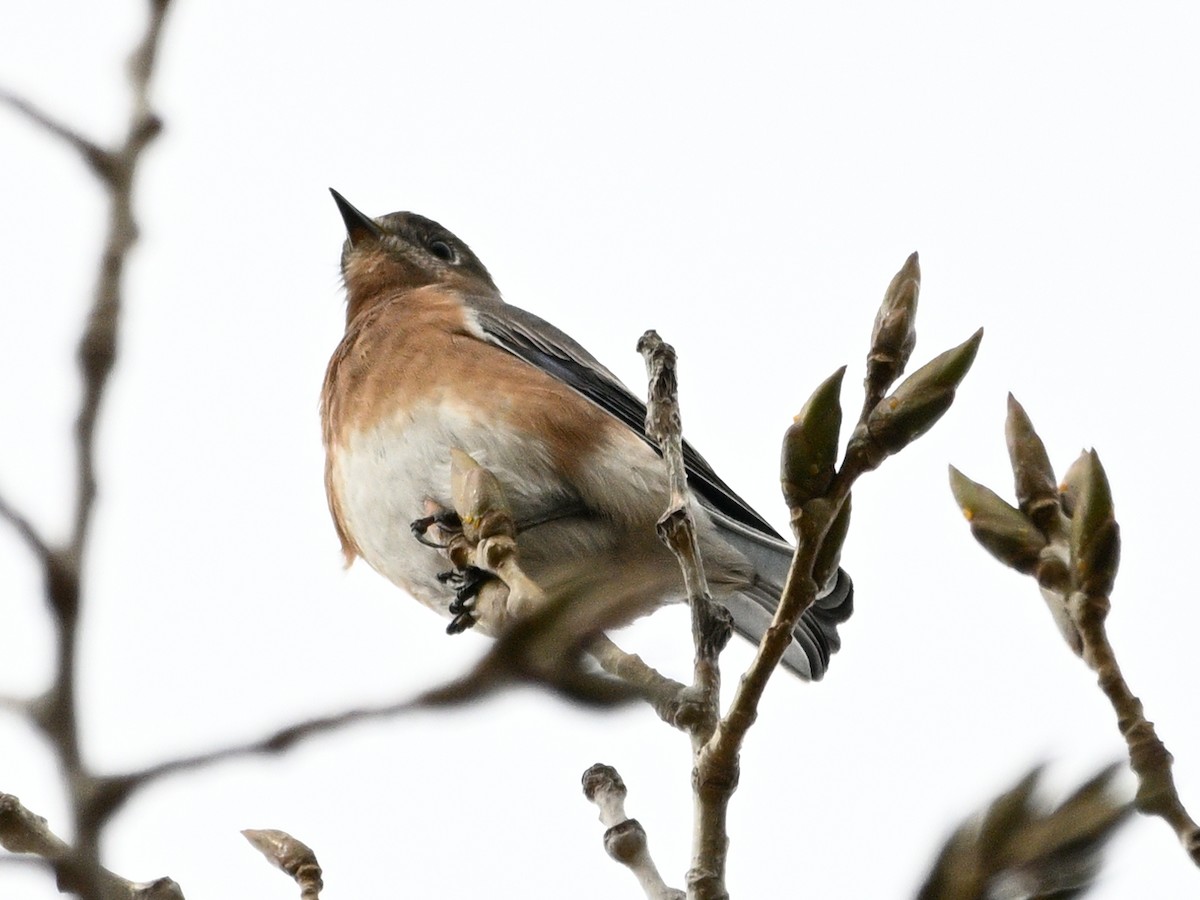 Eastern Bluebird - ML625934376