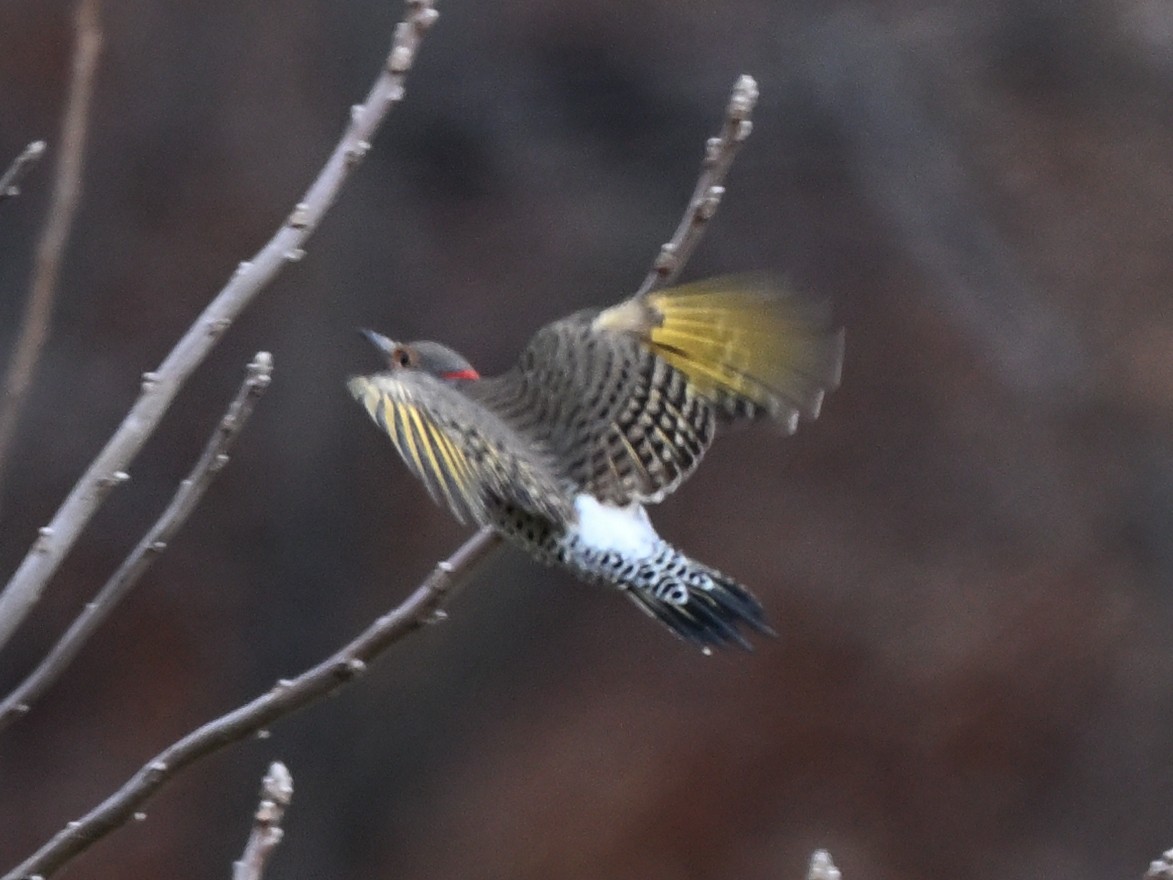 Northern Flicker - ML625934382