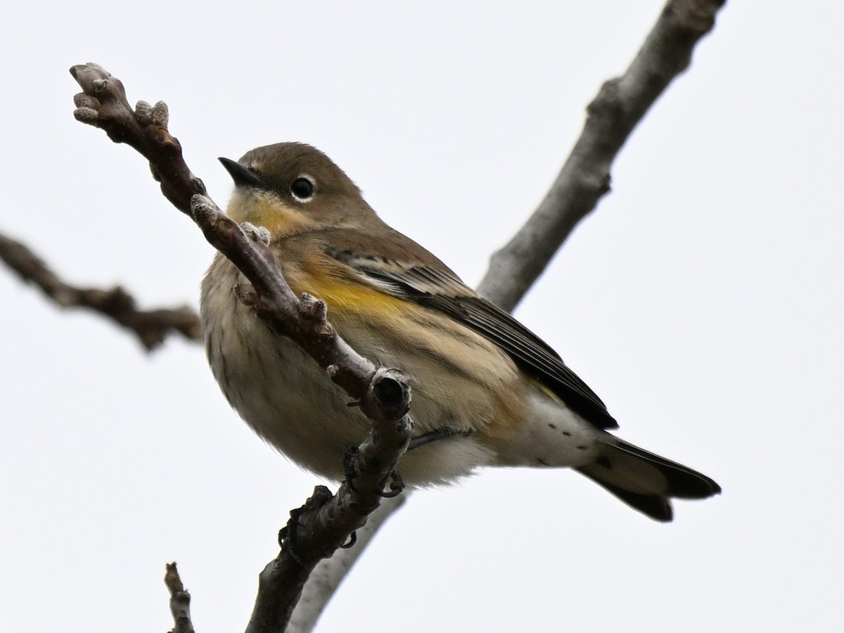 Yellow-rumped Warbler - ML625934407