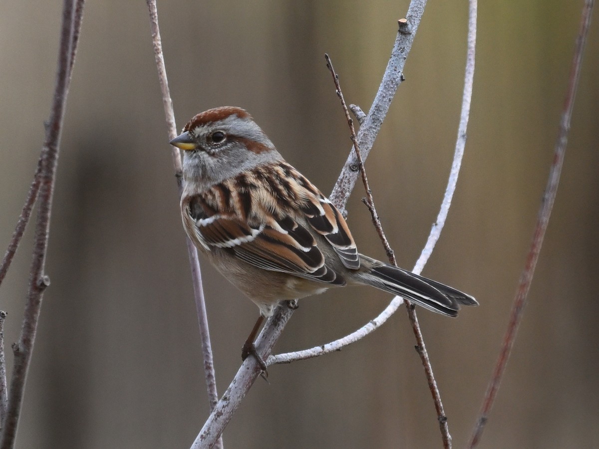 American Tree Sparrow - ML625934460