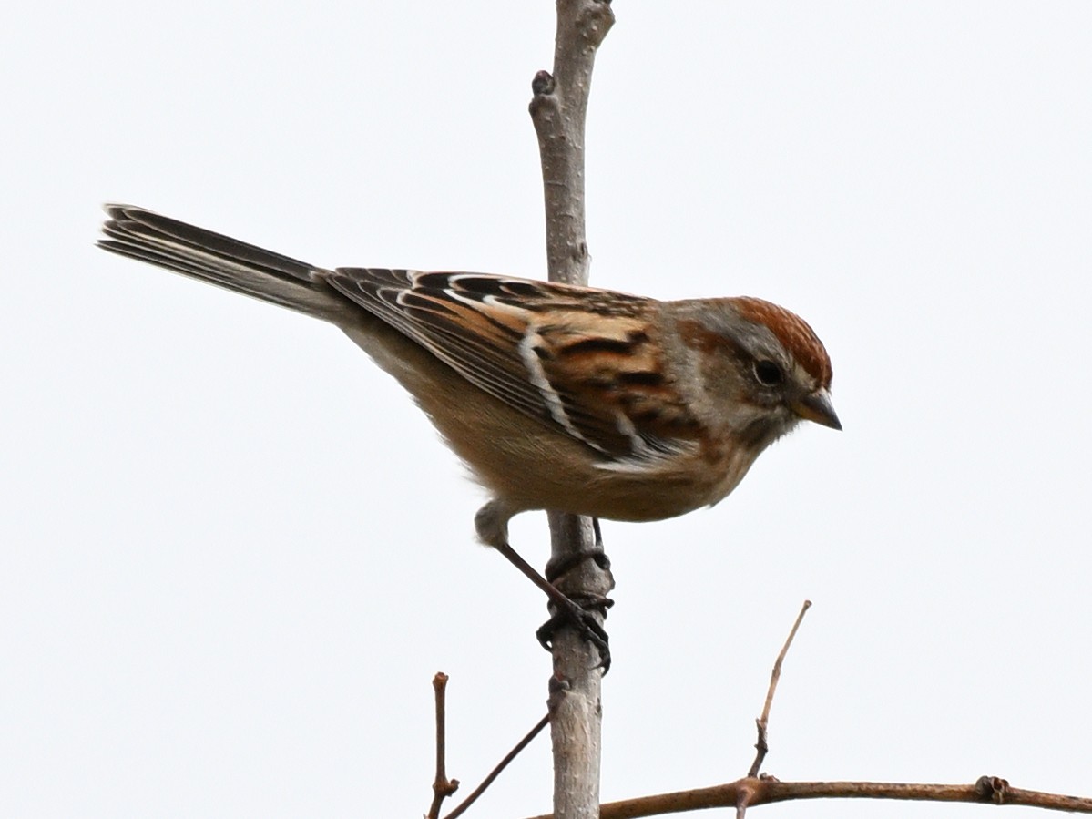 American Tree Sparrow - ML625934468