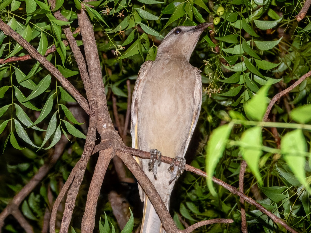 Great Bowerbird - ML625934491