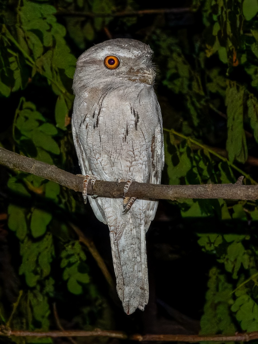 lelkoun soví - ML625934496