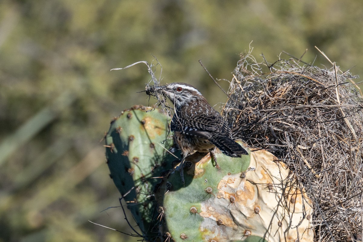 Cactus Wren - ML625934531