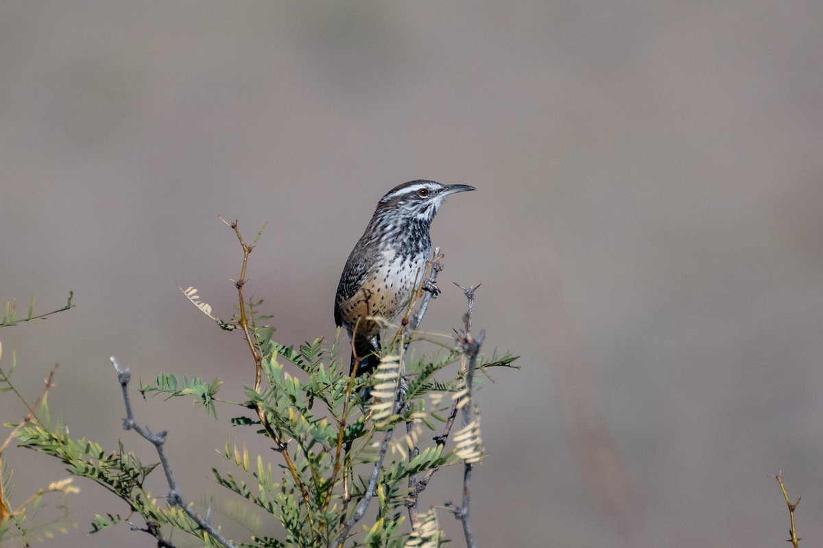 Cactus Wren - ML625934534