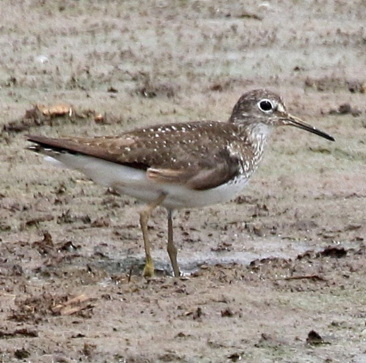 Solitary Sandpiper - ML625934591