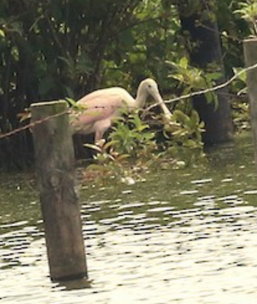 Roseate Spoonbill - ML625934658