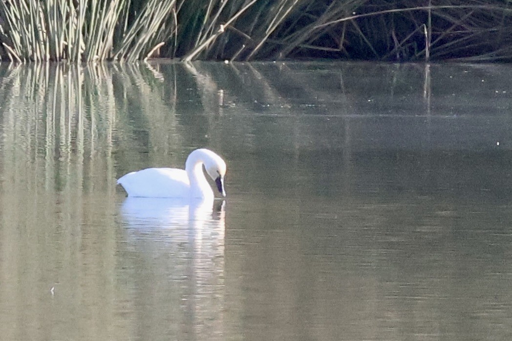 Tundra Swan (Whistling) - ML625934784