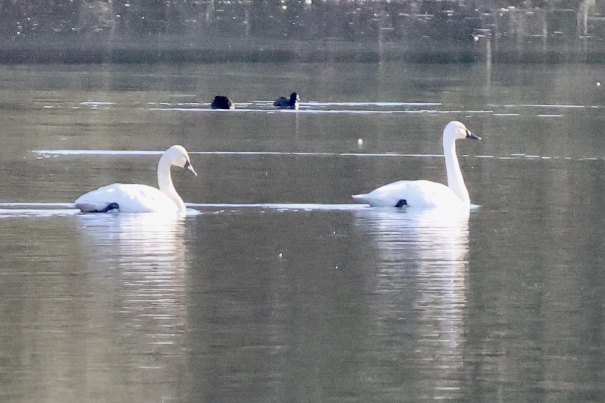 Tundra Swan (Whistling) - ML625934785