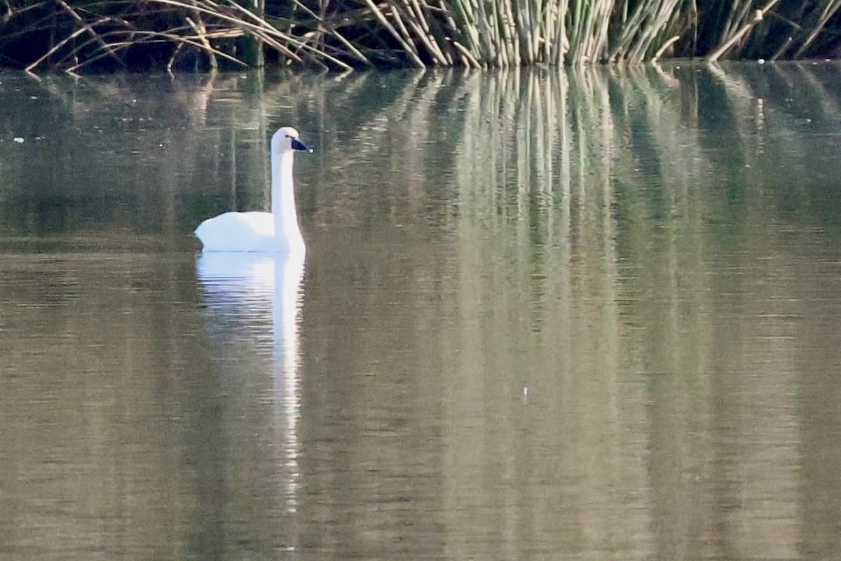 Tundra Swan (Whistling) - ML625934786