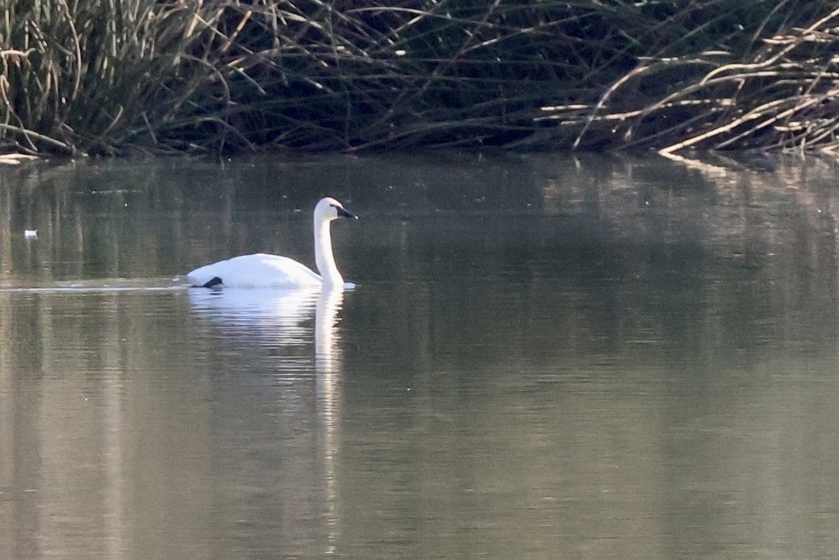 Tundra Swan (Whistling) - ML625934788