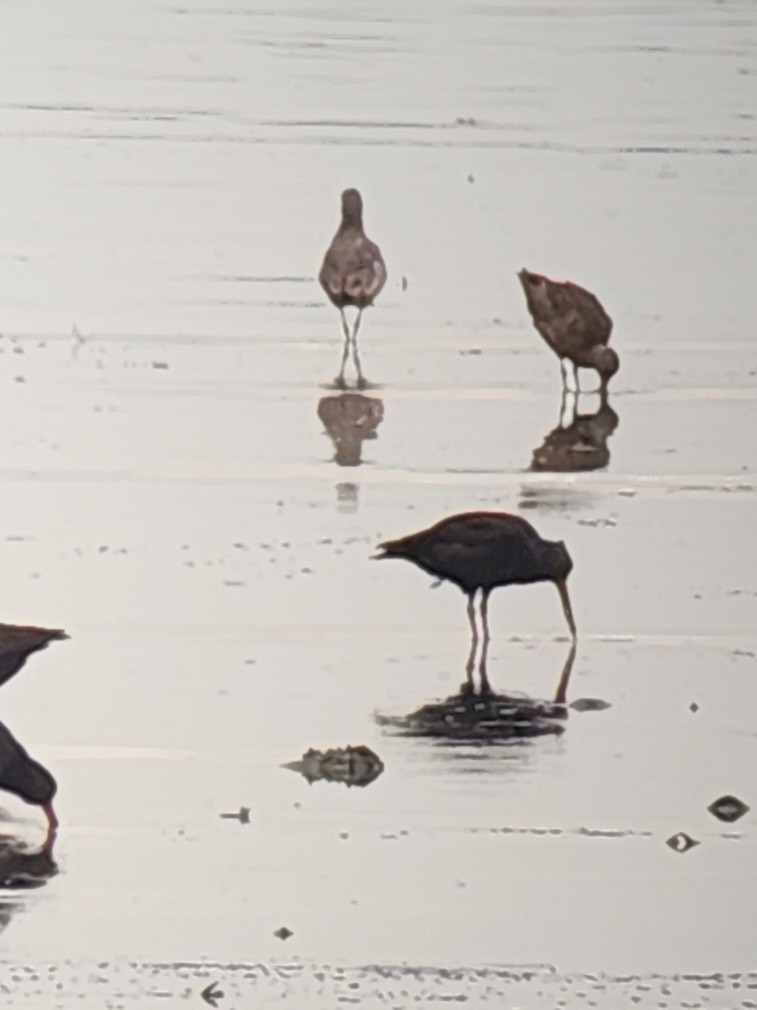 Marbled Godwit - ML625934796