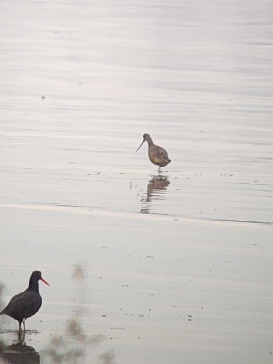 Marbled Godwit - ML625934797