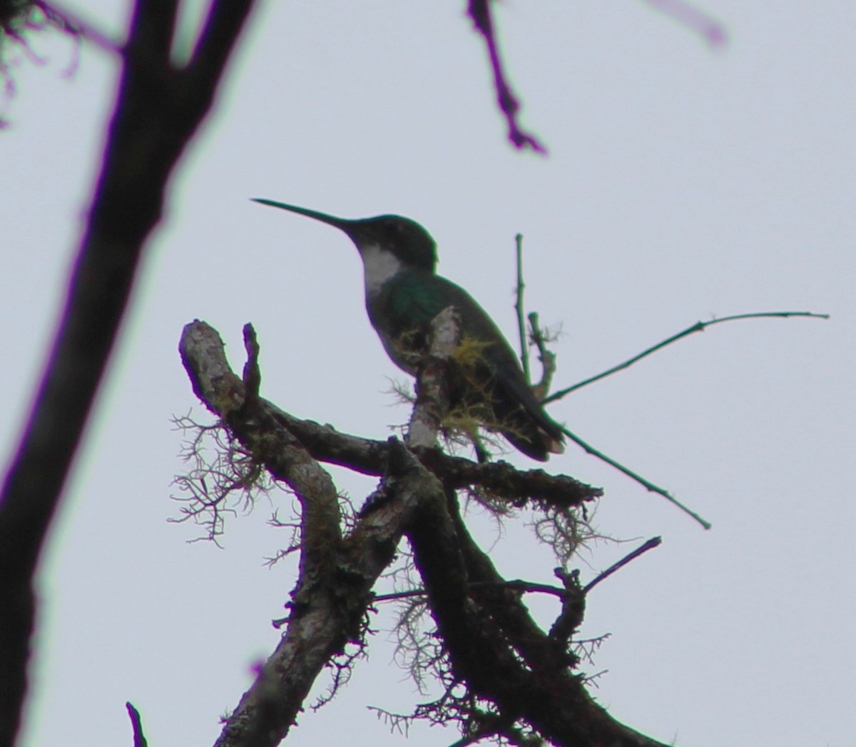 White-throated Hummingbird - ML625934844