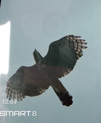 Ornate Hawk-Eagle - ML625934858