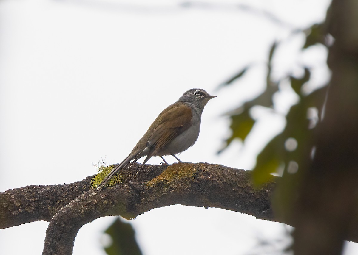 Brown-backed Solitaire - ML625934859