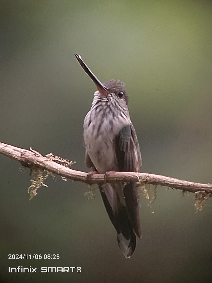 Tooth-billed Hummingbird - ML625934891