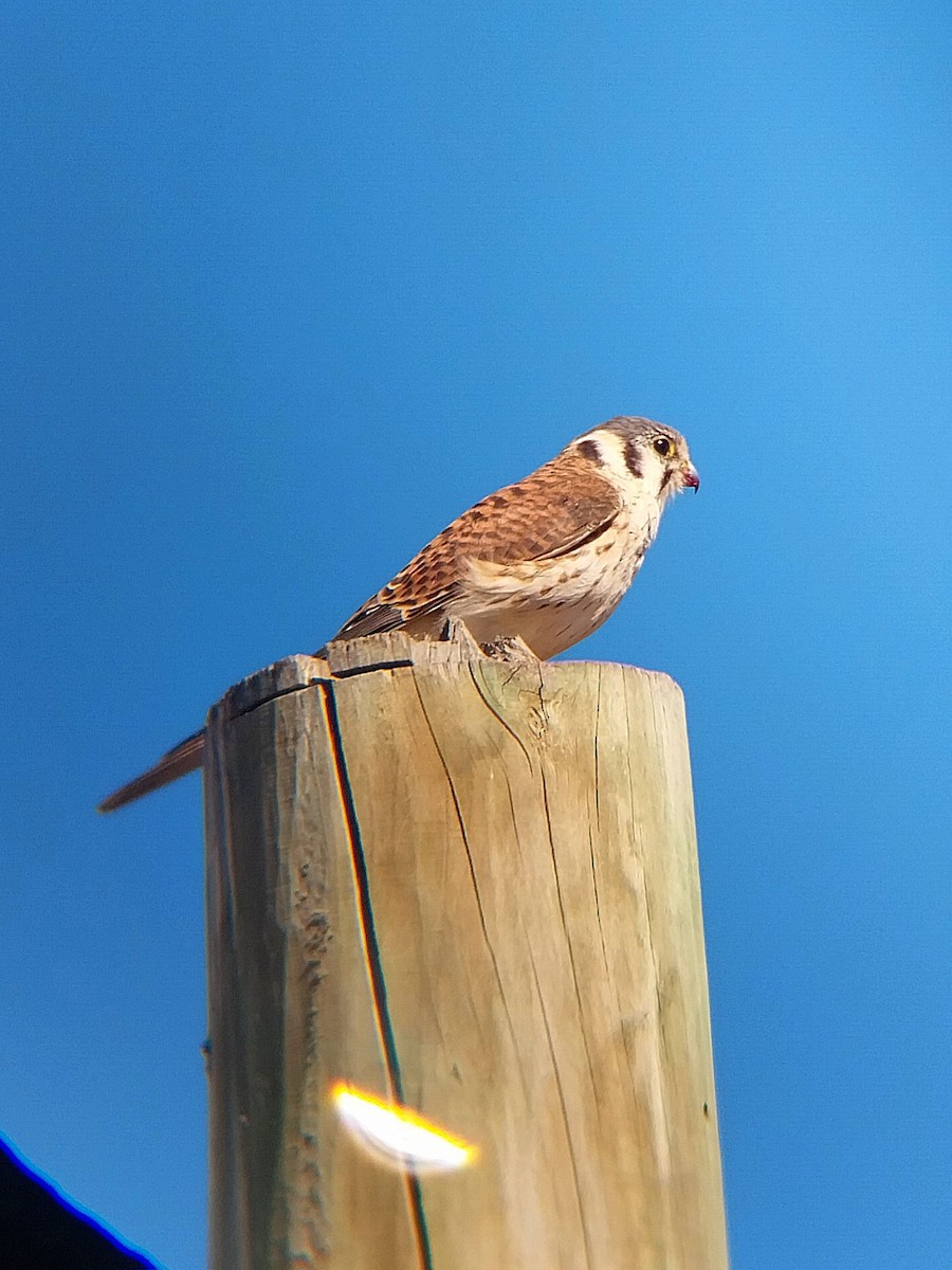 American Kestrel - ML625934919