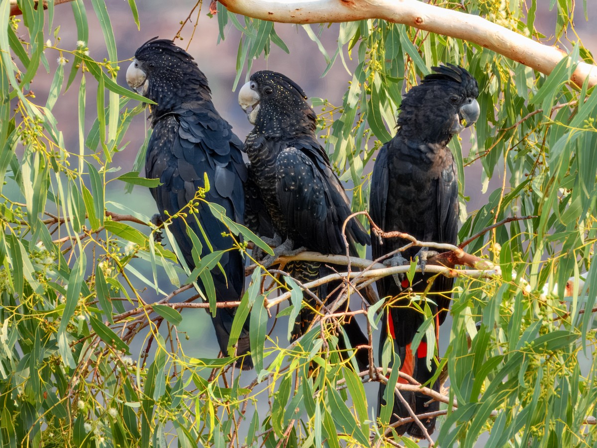 Red-tailed Black-Cockatoo - ML625934948