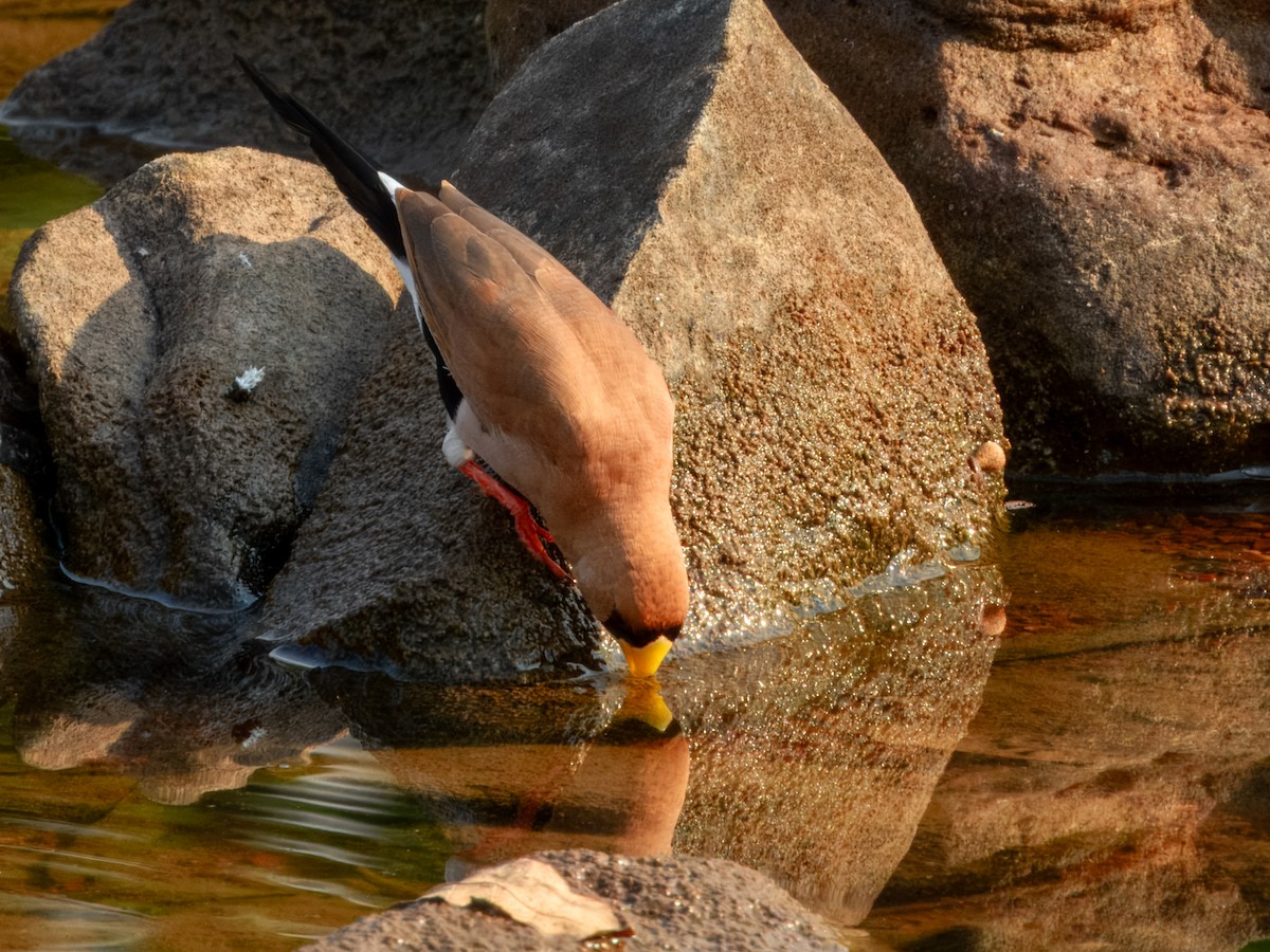 Masked Finch (Masked) - ML625934957