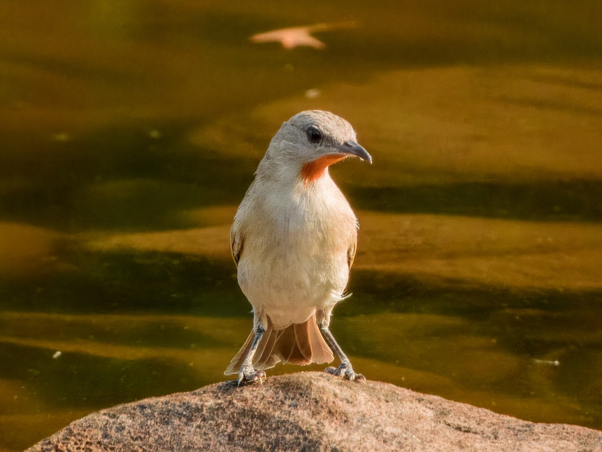 Rufous-throated Honeyeater - ML625934963
