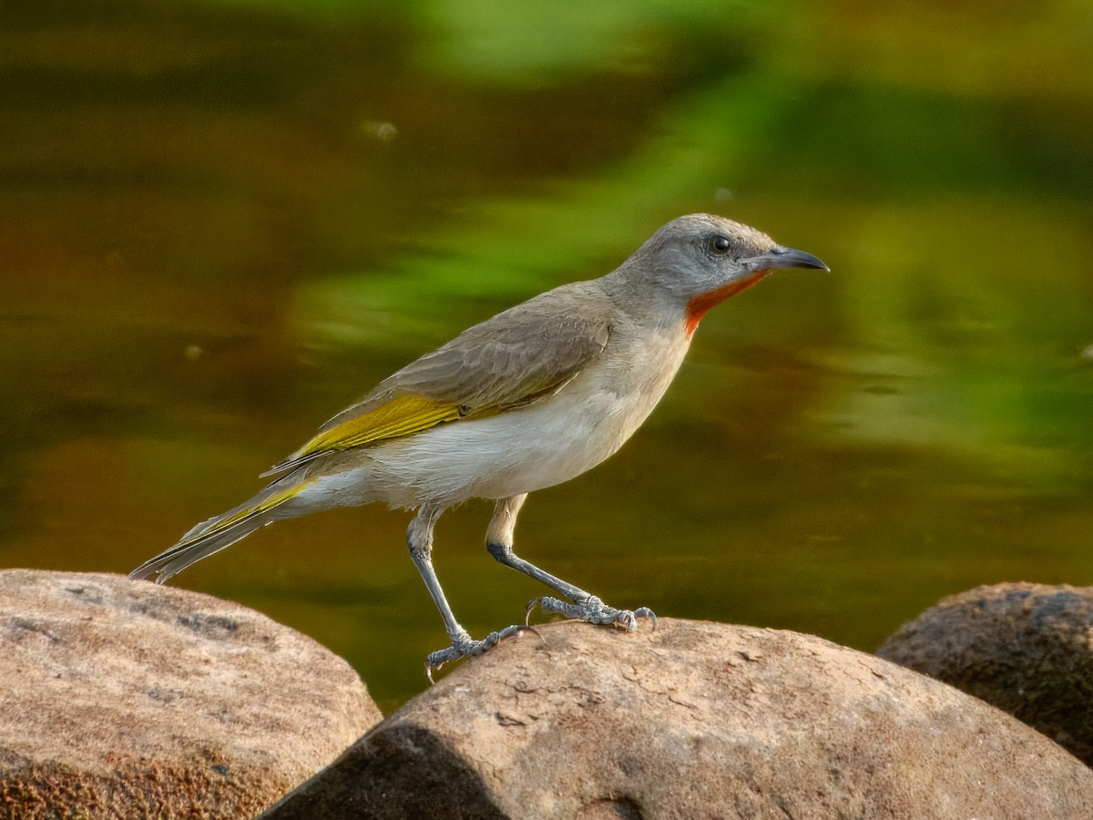 Rufous-throated Honeyeater - ML625934964