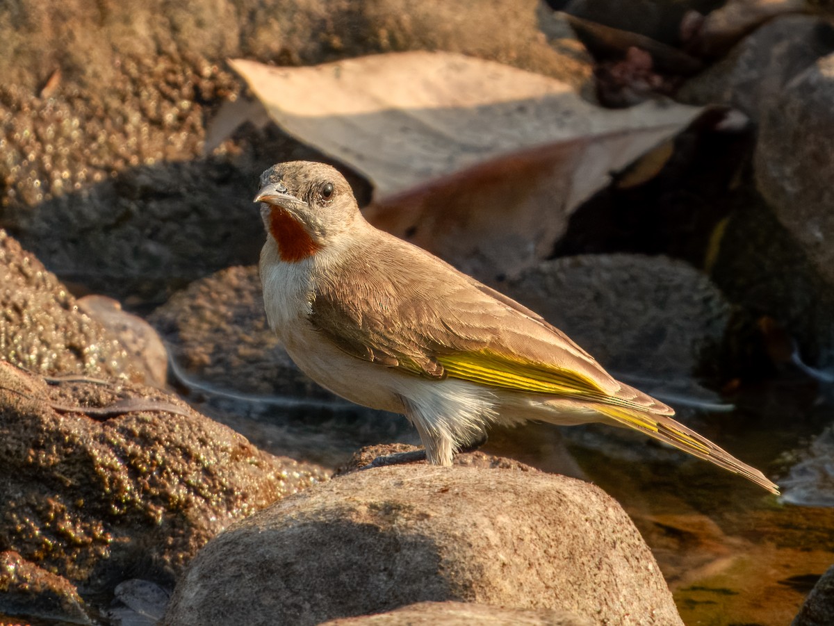 Rufous-throated Honeyeater - ML625934966