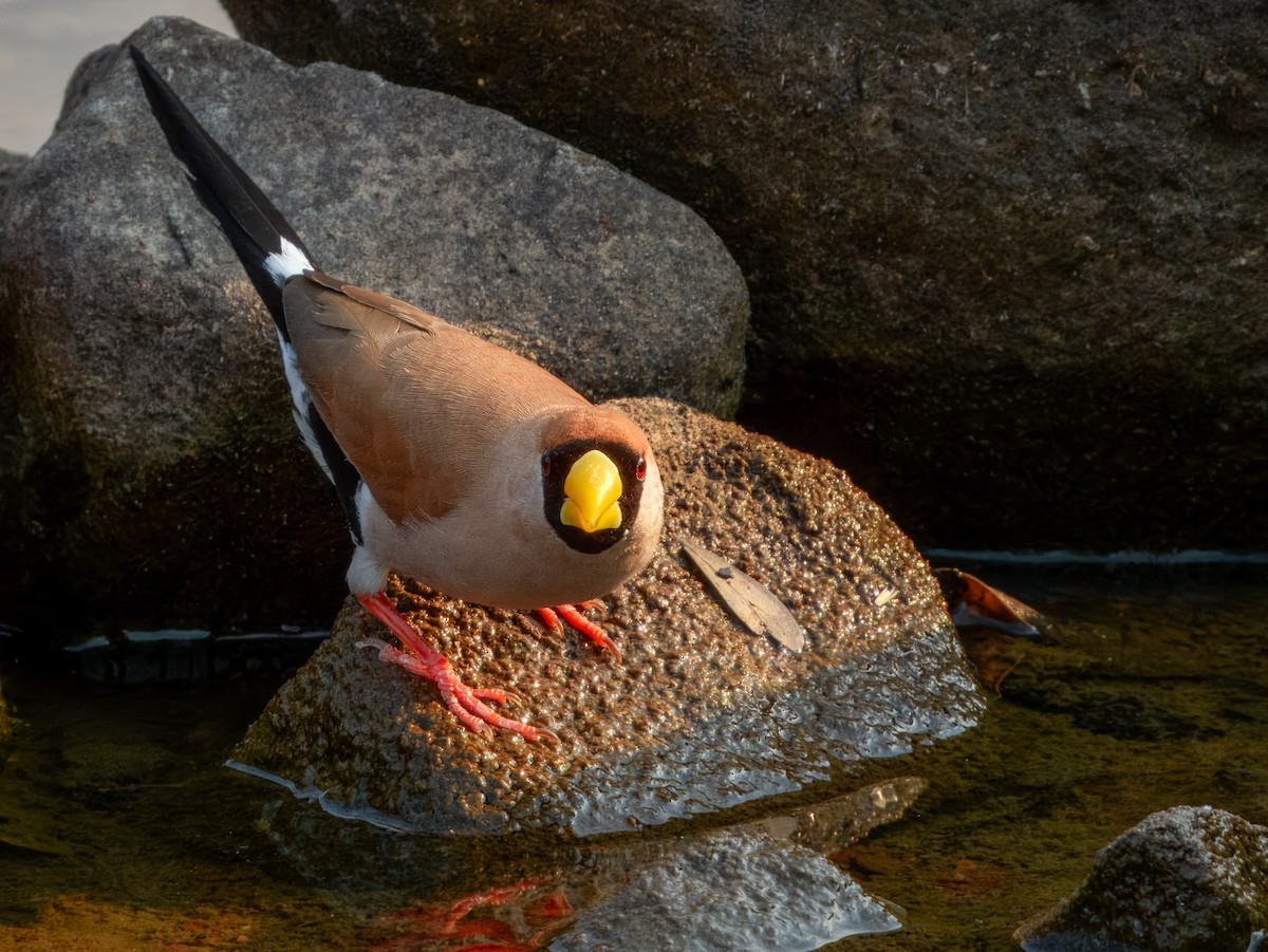 Masked Finch (Masked) - ML625934969