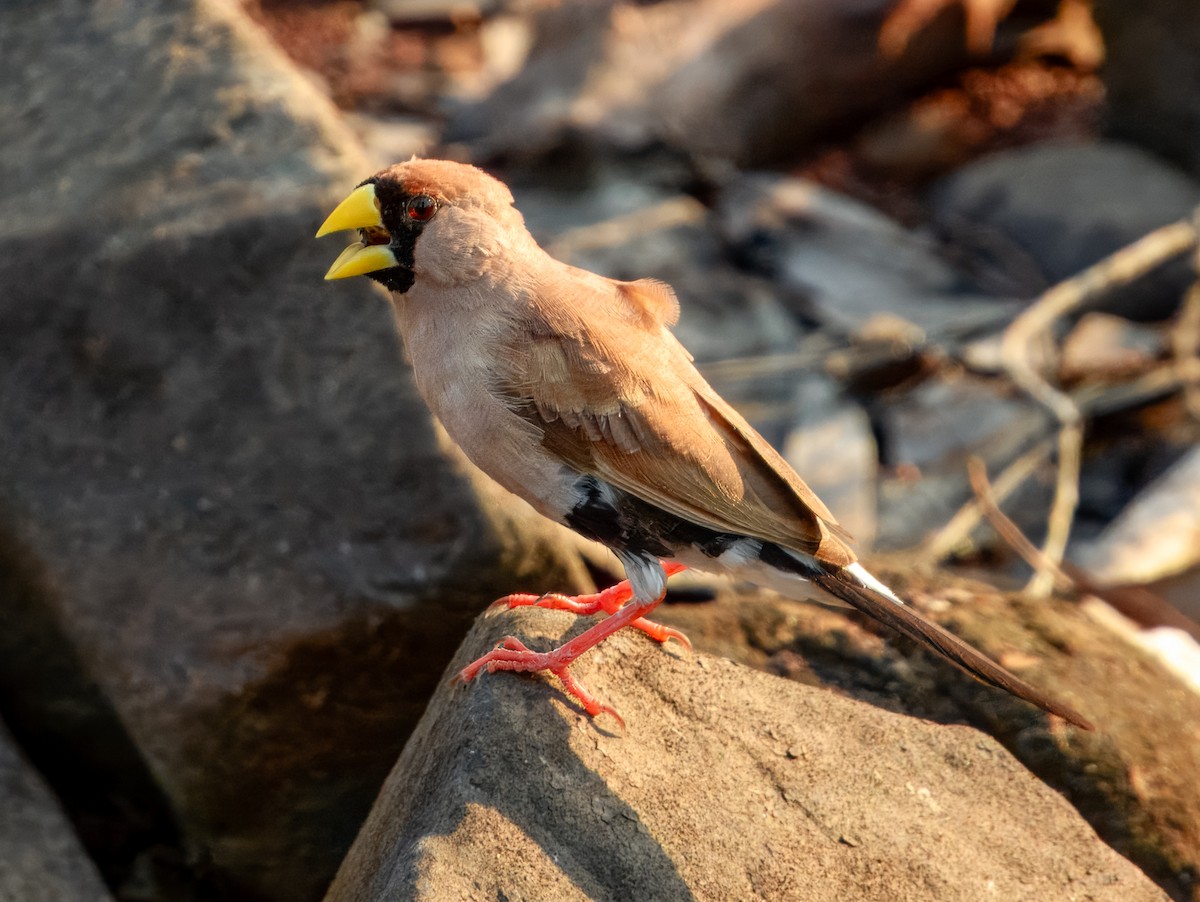 Masked Finch (Masked) - ML625934970