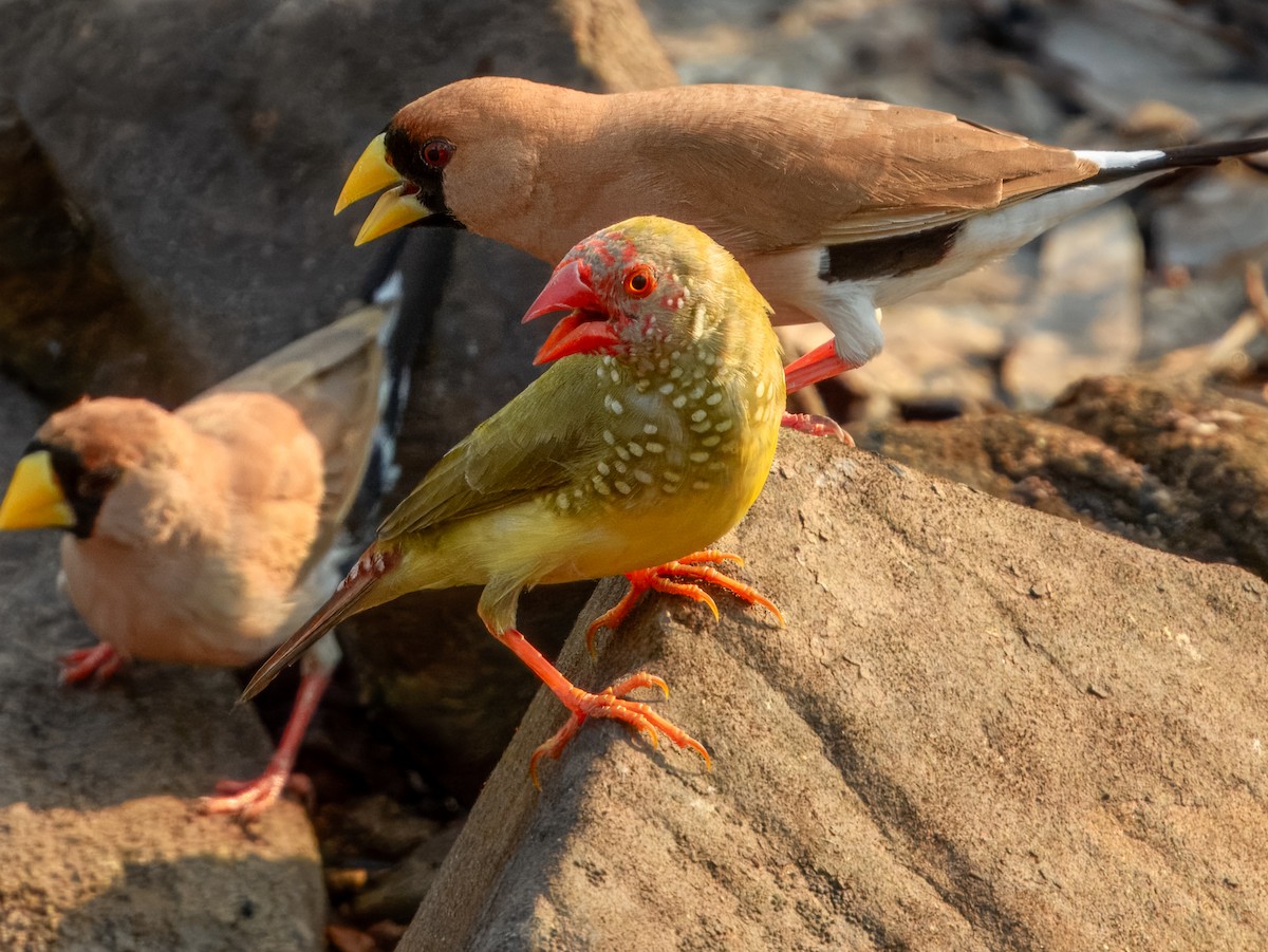 Star Finch - ML625934973