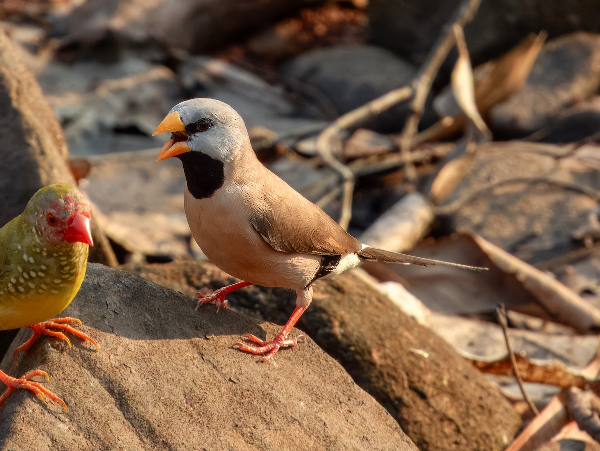 Long-tailed Finch - ML625934977