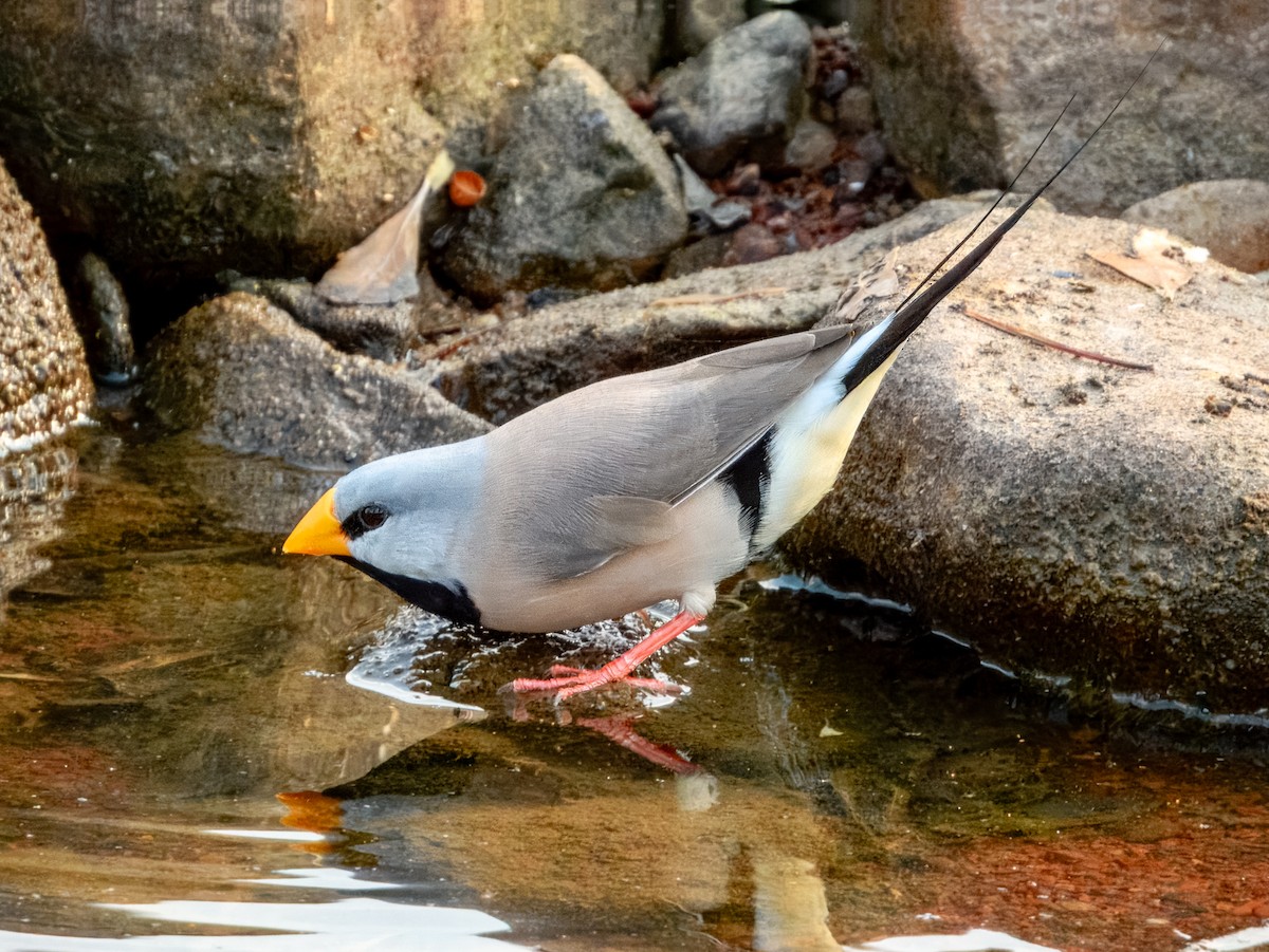 Long-tailed Finch - ML625934979